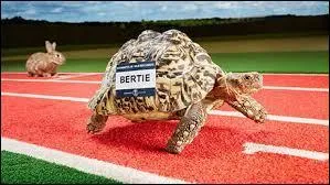 Et celle de la tortue ?