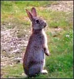 Y a-t-il des risques de confusion entre le lièvre et le lapin de garenne ?