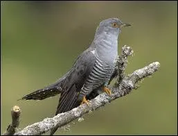 Je suis un oiseau parasite qu'on entend encore des fois sur la pendule...