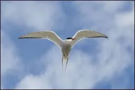 Cet oiseau migrateur se nomme...