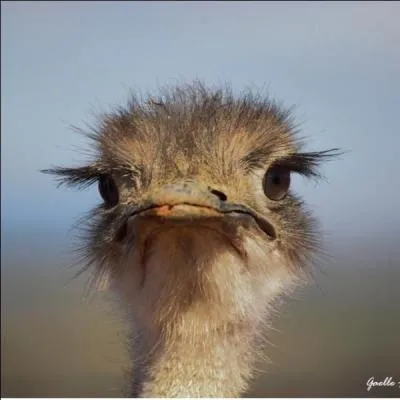 Dans la famille des autruches, trouvez celui qui n'en fait pas partie ?