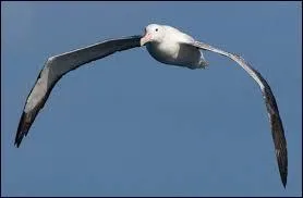 Lequel est une esp&egrave;ce d'albatros ?
