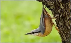 Je suis un des seuls oiseaux au monde &agrave; pouvoir descendre la t&ecirc;te la premi&egrave;re. Qui suis-je ?