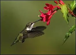 Je suis le seul oiseau &agrave; pouvoir voler &agrave; reculons, je suis...