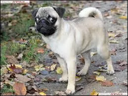 Le carlin est-il chasseur ?