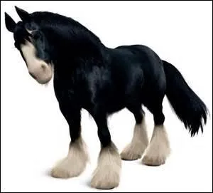 A qui appartient ce cheval ?