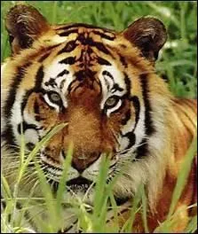 Lequel de ces personnages est un tigre ?