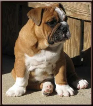 Quelle est cette race ?