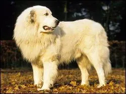 Quelle est cette race ?