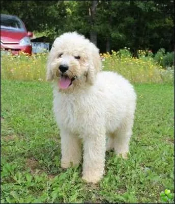 Quelle est cette race ?