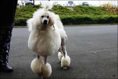 Vrai ou faux. C'est un caniche royal.
