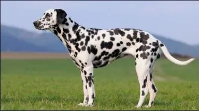 Vrai ou faux. C'est un chien tigre.