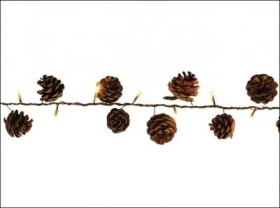 Comment les écailles d'une pomme de pin sont-elles positionnées ?