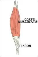 Un seul muscle du corps humain est attaché par une seule de ses extrémités.