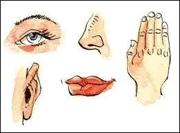 À la mort d'une personne, le toucher est le dernier sens à rester actif.