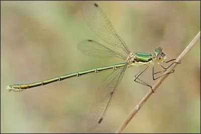 "Je ne croyais pas la duchesse du Lude assez ingambe pour aller à Saint-Cloud". Que dépeint "ingambe" ?