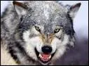 À quelle famille appartient le loup ?