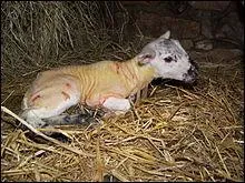 Que dit-on d'un agneau ?