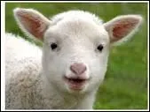 L'agneau représente...