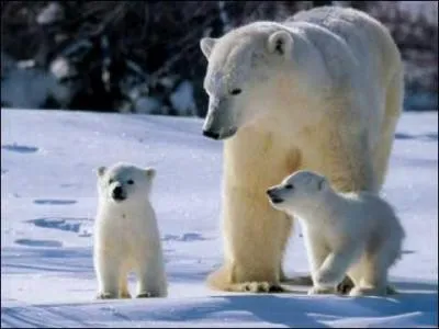 Les températures sont souvent négatives et ne dépassent pas 10° C. Les précipitations, peu abondantes, tombent sous forme de neige. L'été est très court, le vent très fort (blizzard). C'est la description du climat...