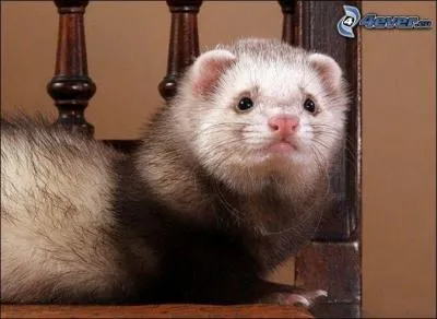 Le furet sur la photo est le mien, il s'appelle Patapouf. De quelle couleur est sa fourrure (son poil) ?