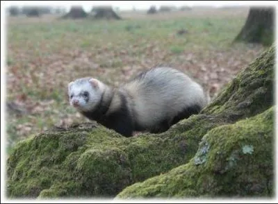Autrefois, le furet &eacute;tait utilis&eacute; pour...
