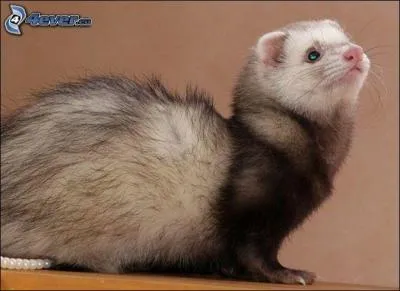 De quelle famille d'animaux le furet fait-il partie ?