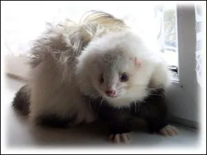 Comment nomme-t-on les furets aux poils longs ?