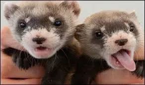 Le furet aime-t-il la compagnie de ses cong&eacute;n&egrave;res ?