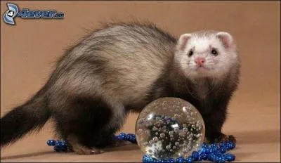 Combien de temps vit un furet ?