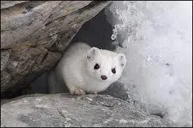 Quel cousin du furet change de couleur selon les saisons ?