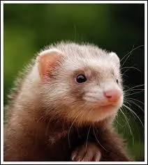 Lequel de ces animaux ne s'entend pas avec le furet ?