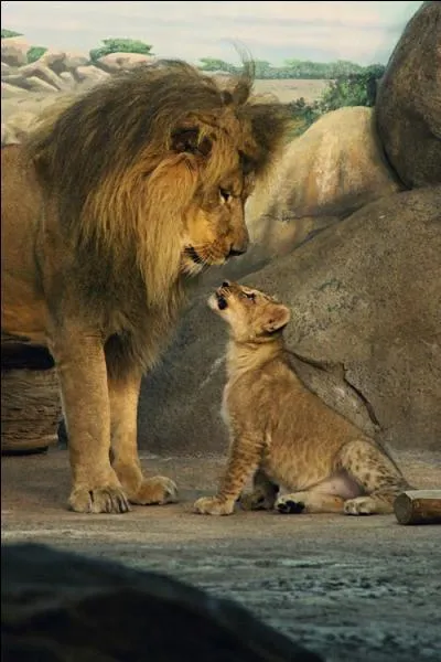 Que fait le lion sur cette photo ?