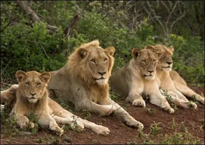 Quel animal est le plus mignon dans une troupe de lions ?