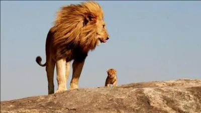 Le lion aime-t-il son petit ?