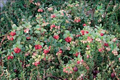 Leur contenu en polyphénols rend les canneberges efficaces contre...