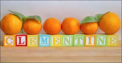 La clémentine est un fruit favori d'octobre à février. Une fois cueillie, elle...