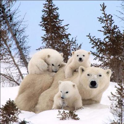Menacé par le réchauffement climatique, voici l'ours polaire qui voit sa banquise rétrécir. Mise à part son énorme fourrure blanche, savez-vous ce qui l'isole du froid ?