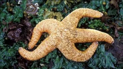 Sur la côte Pacifique, pourquoi les étoiles de mer sont-elles victimes du réchauffement ?