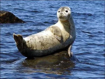 En 2012, pourquoi 406 phoques gris ont-ils été victimes du réchauffement climatique ?