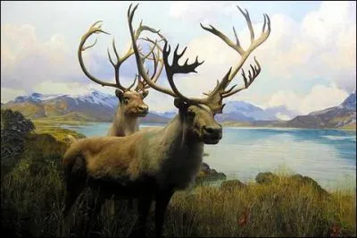 Le caribou, dans le Nord-Est de l'Amérique, voit son espace vital fondre. Qu'est-ce qu'un caribou ?