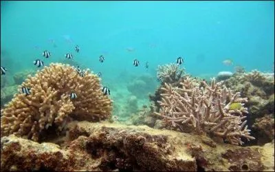 L'augmentation du CO2 dans l'air rend l'eau de mer plus acide, détruisant ainsi :