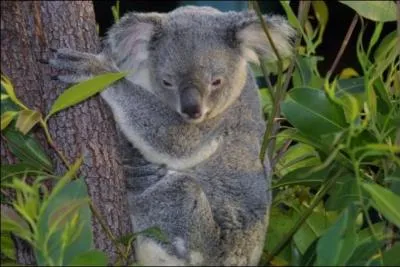 L'Australie a été frappée par une vague de canicule en 2009, que doit-on faire pour protéger les koalas ?