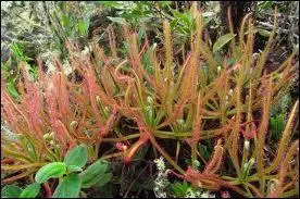 Grâce à une photo publiée en 2013, des scientifiques ont pu découvrir l'existence une nouvelle espèce de plante carnivore. Sur quel réseau social cette photo a-t-elle été publiée ?