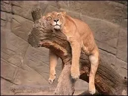 Parmi ces animaux, citez celui ayant le haut du crâne orné d'une paire de bois :