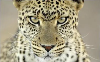 Quel est cet animal ?