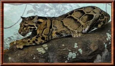 Quel est l'animal qui peut être tacheté ou noir ?