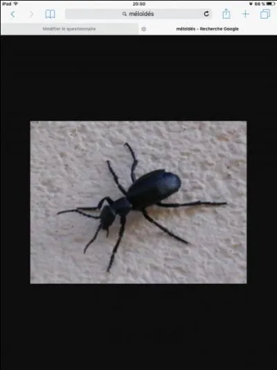 Comment cet insecte s'appelle-t-il ?