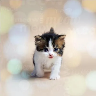 Que peut-on dire de cet animal ?