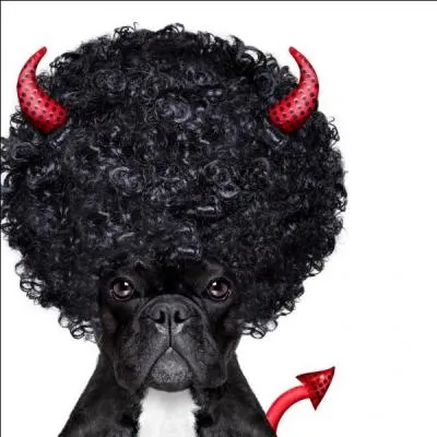 Quel est cet animal ?